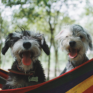 Hunde galerie thumbnail