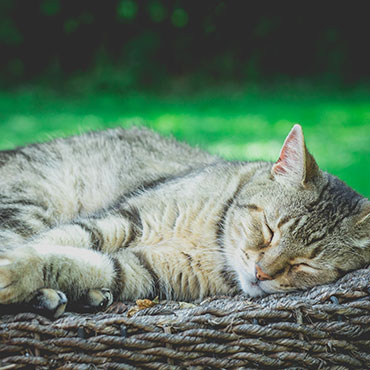 Katzen Galerie